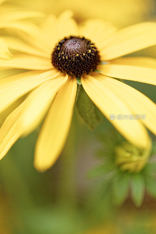 Rudbeckia hirta特写(xxxl)